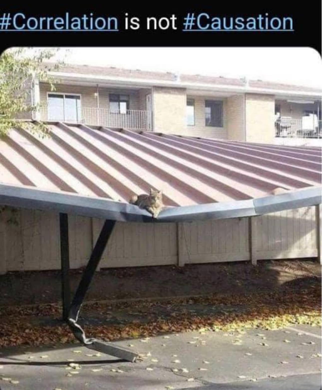 The meme is an image of a cat sitting on a table that has been flipped over and is now balancing on its edge. The text "In physics, there is no such thing as 'up' or 'down'." appears above the image. The meme is likely referencing the physics concept of a cat in a centrifuge, where the cat is experiencing a form of weightlessness, and is being used to illustrate a humorous example of a physics concept.